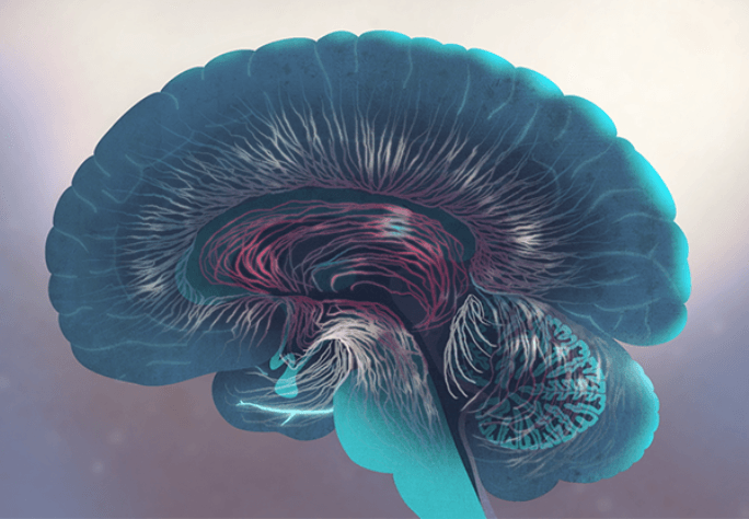 BrainFacts: Your Complex Brain 